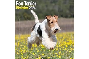 Wirehaired Fox Terrier Calendar 2024 | Square Dog Breed Wall Calendar - 16 Month