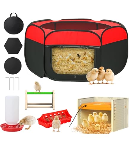 Portable Chicken Brooder Double Door Pop-Up Brooder Box For Chicks ...