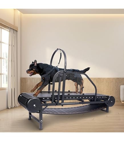 Amazon Used Dog Agility Equipment For Sale Retriever Training Used