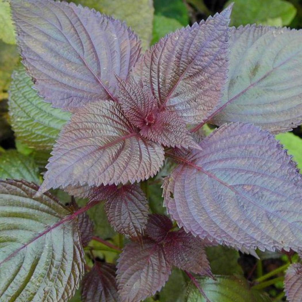 SummerRio GardenSeeds Edible Vegetable Purple Leaf Perilla Seeds Bonsai Plant Vegetable Seeds perennial hardy for home garden balcony