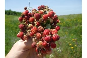 Fragaria Viridis, Commonly Called Creamy Strawberry 35+ Seeds Starter Plants with Seedss (not Seeds) - Perfect for Planting