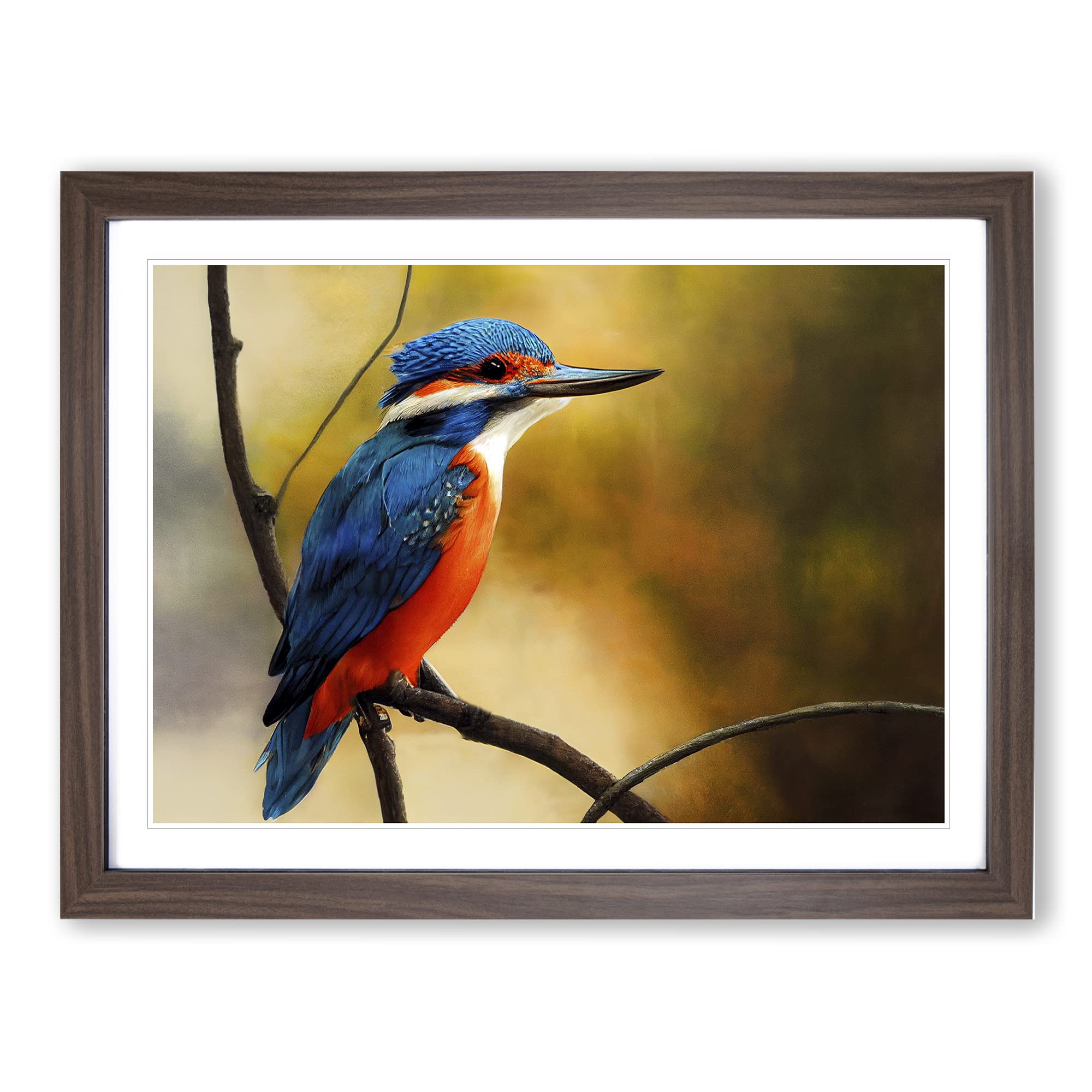 Supreme Kingfisher Bird Framed Print | A4 Walnut Framed Wall Art | Ready to Hang | Modern Nature Picture | Living Room Bedroom Lounge Office