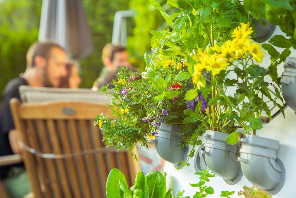 i3-Benjamin Starter-Kit jardín Vertical: Amazon.es: Jardín