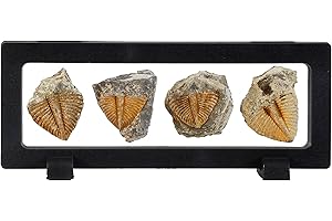 Lanxitown 4 Pcs Real Trilobite Tail Fossil kit with Display Stand Come Form 400 Million Years Ago Real Fossils Paleontology Gifts for Men Women