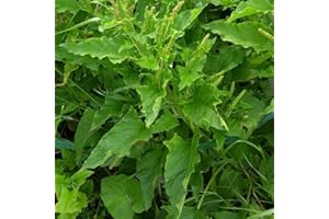Palm Beach Medicinal Herbs - Good King Henry (Chenopodium Bonus-henricus) - Packet of 30 Seeds