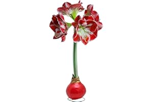 Bonnie Plants Red Waxed Minerva Amaryllis Bulb, Live Plant, Single Bulb