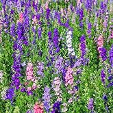 Outsidepride Mixed Rocket Larkspur Seeds for Planting Outdoors - 1000 Pcs Annual, Self-Seeding, Heat &amp; Drought Tolerant Wildflower Seeds for Cut Flower Arrangements &amp; Pollinator Gardens