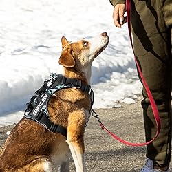 Demigreat Service Dog Harness, Reflective Dog Vest
