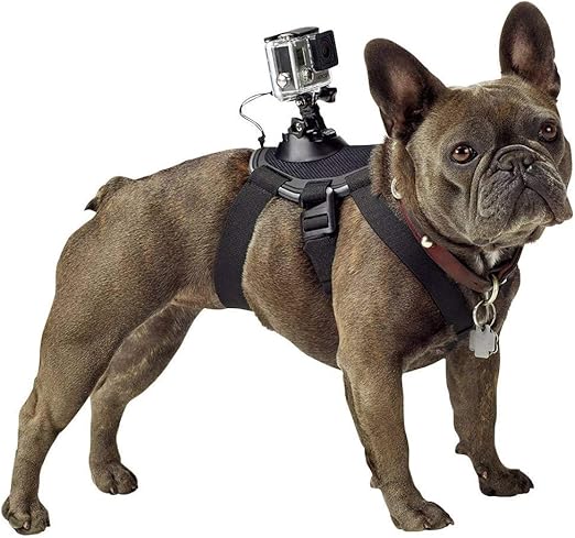 dog cam amazon