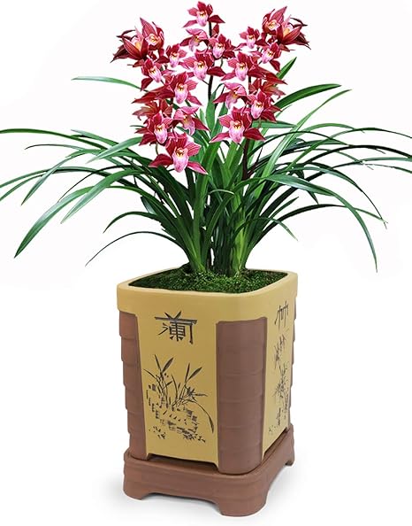 Amazon Co Jp Dahlia 10インチ X 11インチ 高さ ツートーン 花柄 中国文字 Zisha 盆栽プランター 植木鉢 フラワーポット ソー付き Diy 工具 ガーデン