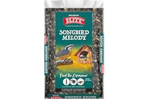 Valley Splendor Songbird Melody