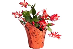 Costa Farms Christmas Cactus Live Plant in Holiday Decorative Plant Pot, Easy to Maintain Flowering Indoor Houseplant, Home, Room, or Office Decor, House Warming or Birthday Gift, 6-8 Inches Tall