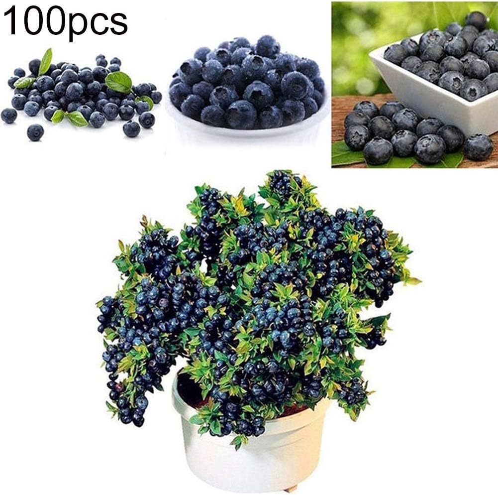 100Pcs Seeds of Blueberry Tree | Delicious Fruit Potted Bonsai Garden Decorative Plants Seeds