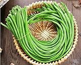 Sale! Pole Bean Seeds for Planting Vegetables and