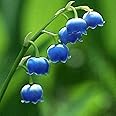 Lily of The Valley Seeds Convallaria Majalis Perennial Fragrant Cut Flowers Hardy Ground Cover Low Maintenance Deer Resistant Outdoor 100Pcs Flower Seeds by YEGAOL Garden