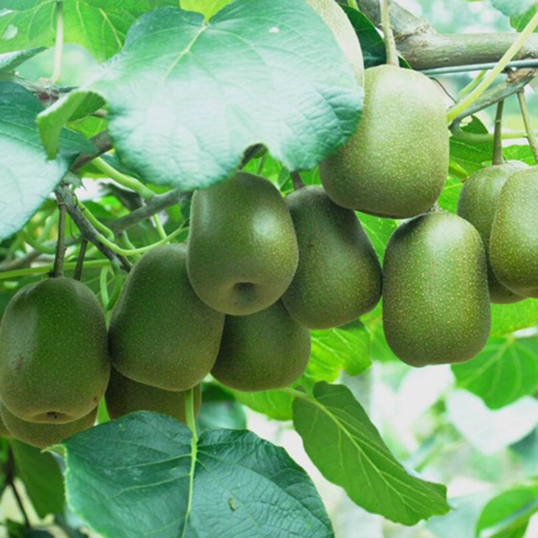 Edited 50 STÜCKE Actinidia Chinensis Samen Kiwis Samen Süße Frucht Haus Garten Pflanzen, Kiwi selbstfruchtend Actinidia chinensis, Kiwi