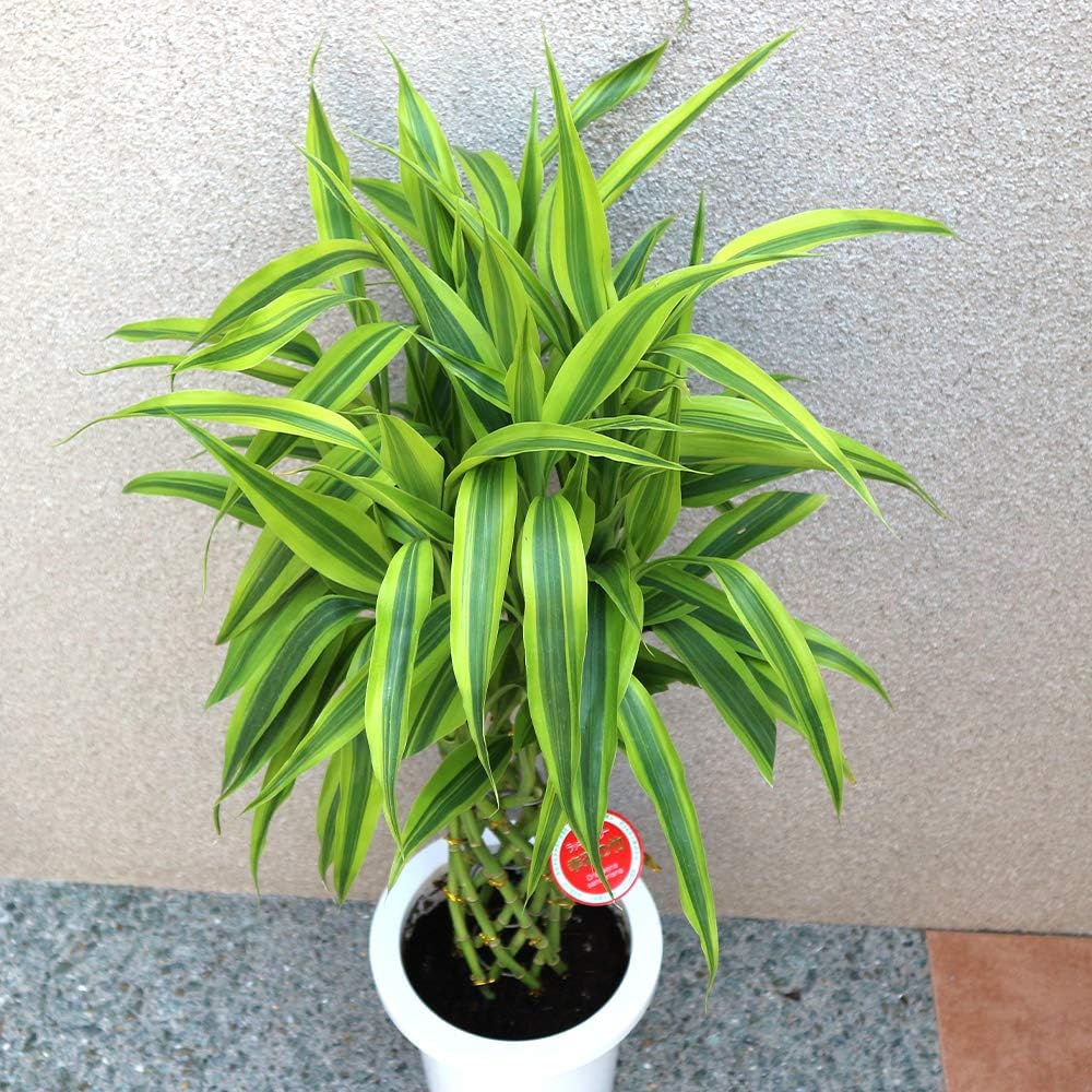 Amazon Co Jp ドラセナ サンデリアーナ ゴールド ラッキーバンブー 観葉植物 中型 7号プラスチック鉢 鉢底からの高さ 約85cm 葉張り 約40cm 品種で選べる観葉植物 リビングやオフィス向きサイズ 1個 サンデリアーナの中でも明るい斑入り葉が