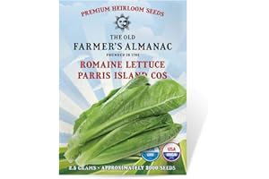 The Old Farmer's Almanac Heirloom Romaine Lettuce Seeds (Parris Island Cos) - Approx 1800 Seeds - Non-GMO, Open Pollinated, USA Origin