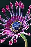 Rare Purple Daisy Flower 100 Seed for Planting