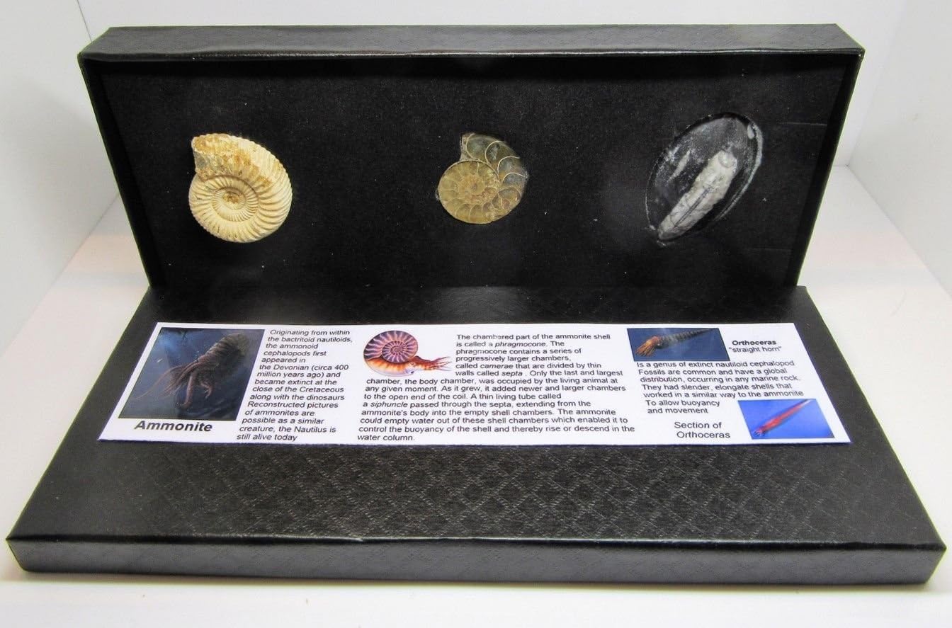 Real ammonite & orthoceras dinosaur fossil with information card on display gift box