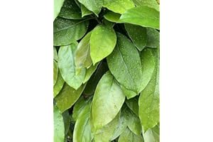 Fresh Avocado Leaves, California Grown, 6 oz, 40-60 Leaves, Pesticide-Free