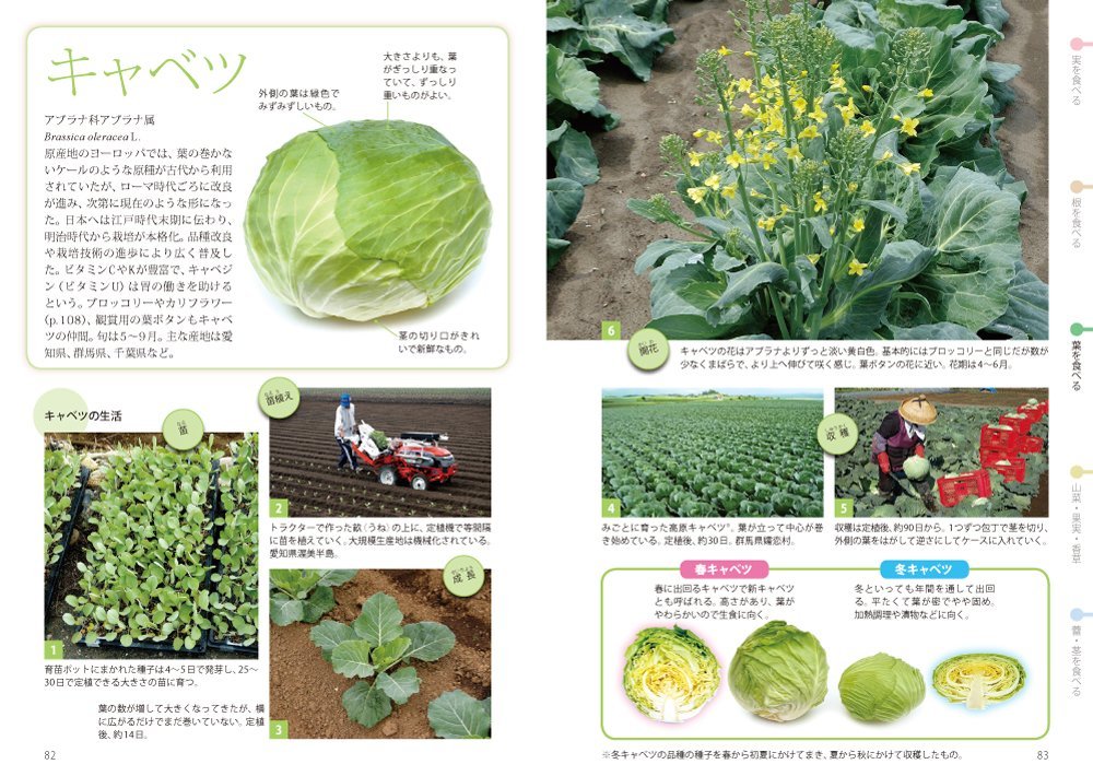 花からわかる野菜の図鑑 たねから収穫まで 亀田 龍吉 本 通販 Amazon 花からわかる野菜の図鑑 たねから収穫まで 亀田 龍吉 本 通販 Amazon