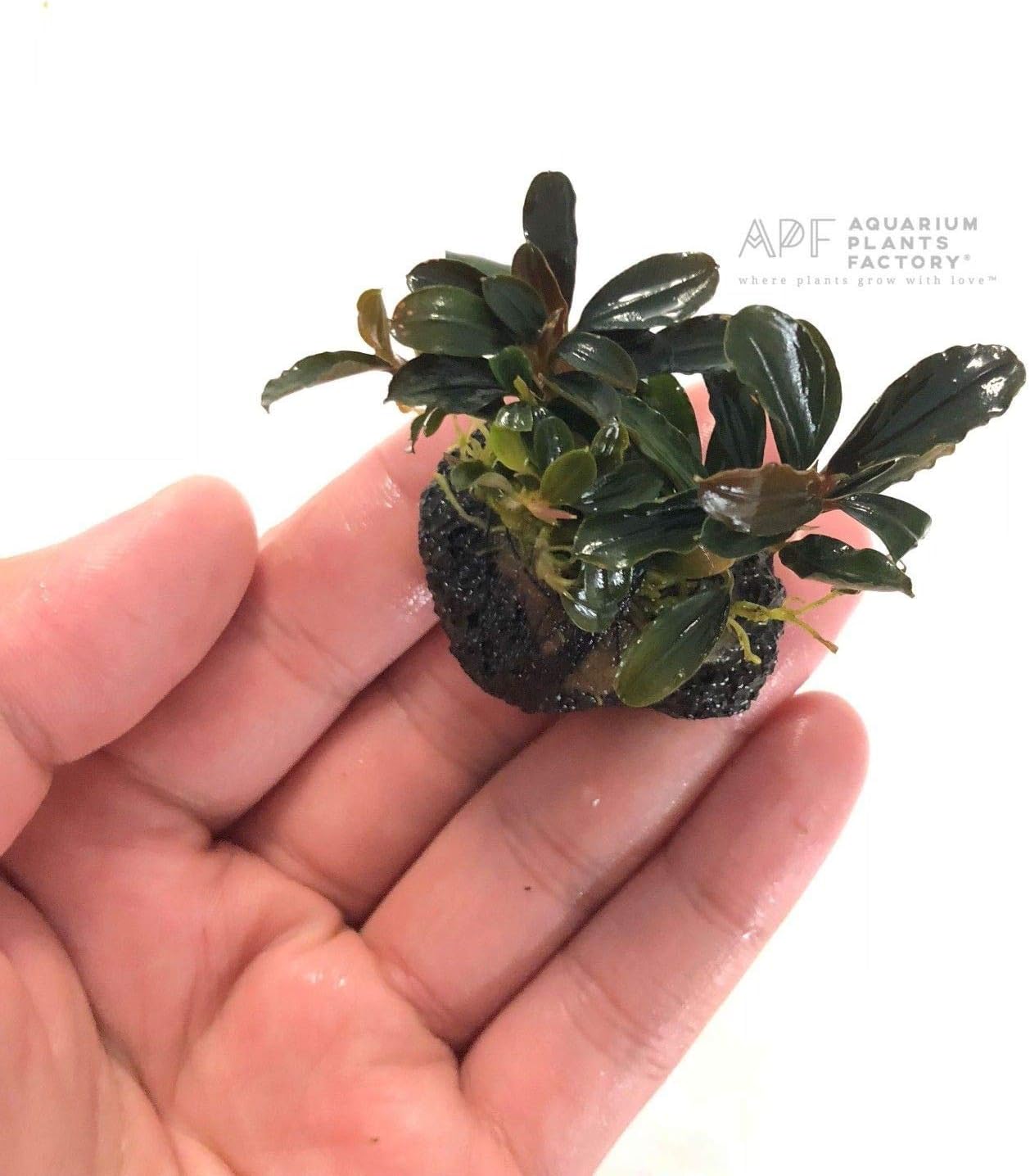Bucephalandra Red Mini on Lava Stone Bucep Buce Aquatic Live Aquarium Plants