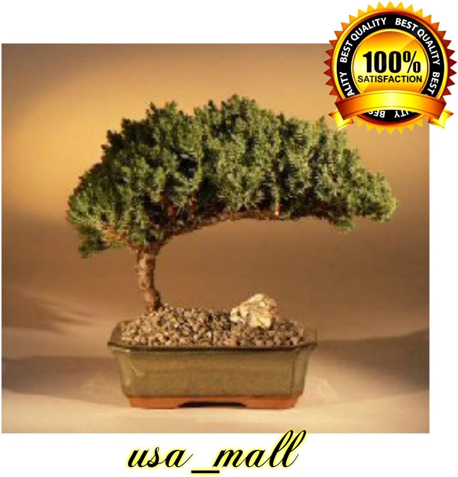 Juniper Bonsai Tree Plant - Medium Juniper Procumbens Nana Outdoor Best Gift New