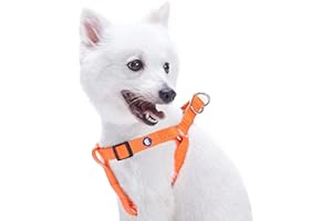 Blueberry Pet Essentials Matching Small Dog Harness | Adjustable Classic Solid Nylon No Pull Harness for Dogs | Easy Walk Dog Harness for Small Dogs & Step In Dog Harness | Florence Orange Dog Harness