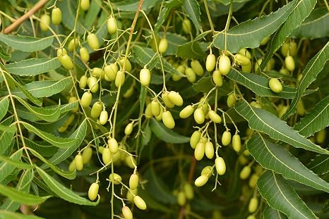M-Tech Gardens Rare Neem tree Azadirachta indica Medicinal 1 Healthy Live  Plant: Amazon.in: Garden & Outdoors
