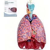 Human Respiratory System Anatomy Model, Life-Size Heart Lung Anatomical Model with 7 Removable Parts, Throat Pulmonary Visceral Models with Labeled Organs, Base and Manual for Medical Education