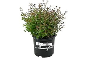 Blooming & Beautiful - Little Richard Abelia - 3 gal - Evergreen Shrub - Fragrant White Bell-Shaped Flowers - Summer Blooms - Zones 6-9 - Abelia x grandiflora 'Little Richard' - 3 Gallon Pot