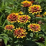 Outsidepride Zinnia Elegans Zowie Yellow Flame
