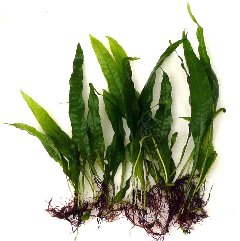10 Java Fern Microsorium pteropus Live Aquarium Plants Aquatic Plants