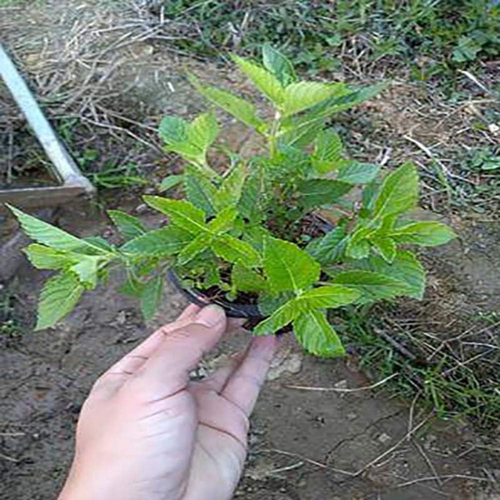 100 PCS Jelly Grass Graine Mesona chinensis Benth Herb Plant Graines