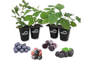 WEKIVA FOLIAGE Berry Variety Pack - 4 Live Starter Plants - One Each Starter Plant of Blueberry, BlackBerry, Raspberry, and Boysenberry for Your Edible Garden