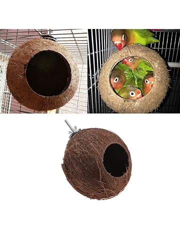 Accessoires Bains Doiseaux Sauvages Amazonfr