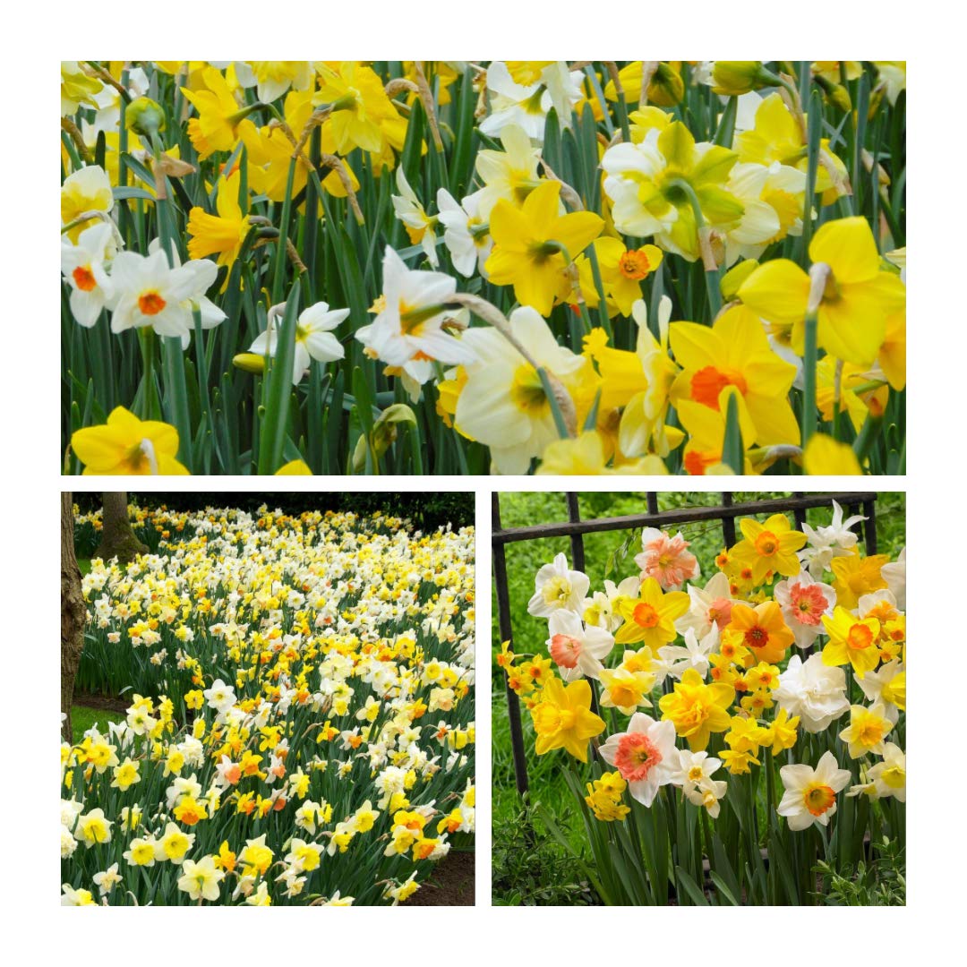 Daffodil Mixed x 20 Flower Bulbs Size 10 up Perfect for naturalising in Grass Banks or Woodland. Easy to Grow