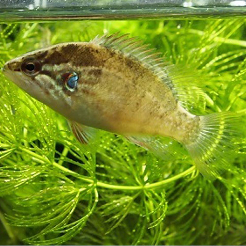 生体 オヤニラミ １匹 Sサイズ 約3ｃｍ 5ｃｍ 淡水魚 肉食 Emuwai Emuwai 観賞魚 水中生物 通販 Amazon