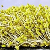 Mountain Valley Seed Co Organic Soybean Seeds 1 Lb Non-GMO for Sprouting | Tofu, Food Storage, and Crop - Ideal for Vegetable Gardens - High Germination Rate, Great for Farm, Home &amp; Gardening