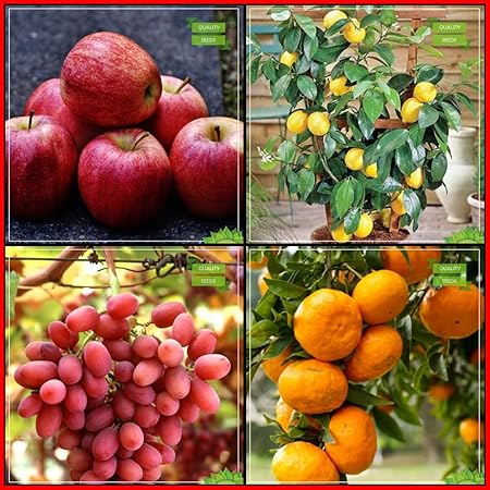 Creative Farmer All Season Seeds Combo Fruit : Apple, Citrus Seeds, Grape, Orange Fruit Fruit Seeds For Home Garden