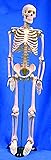 Introductory Mini Skeleton