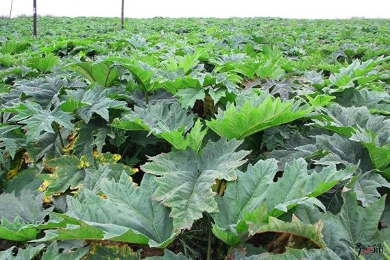 Rheum Officinale Seeds 15+ Semillas orgánicas asombrosas de la ...