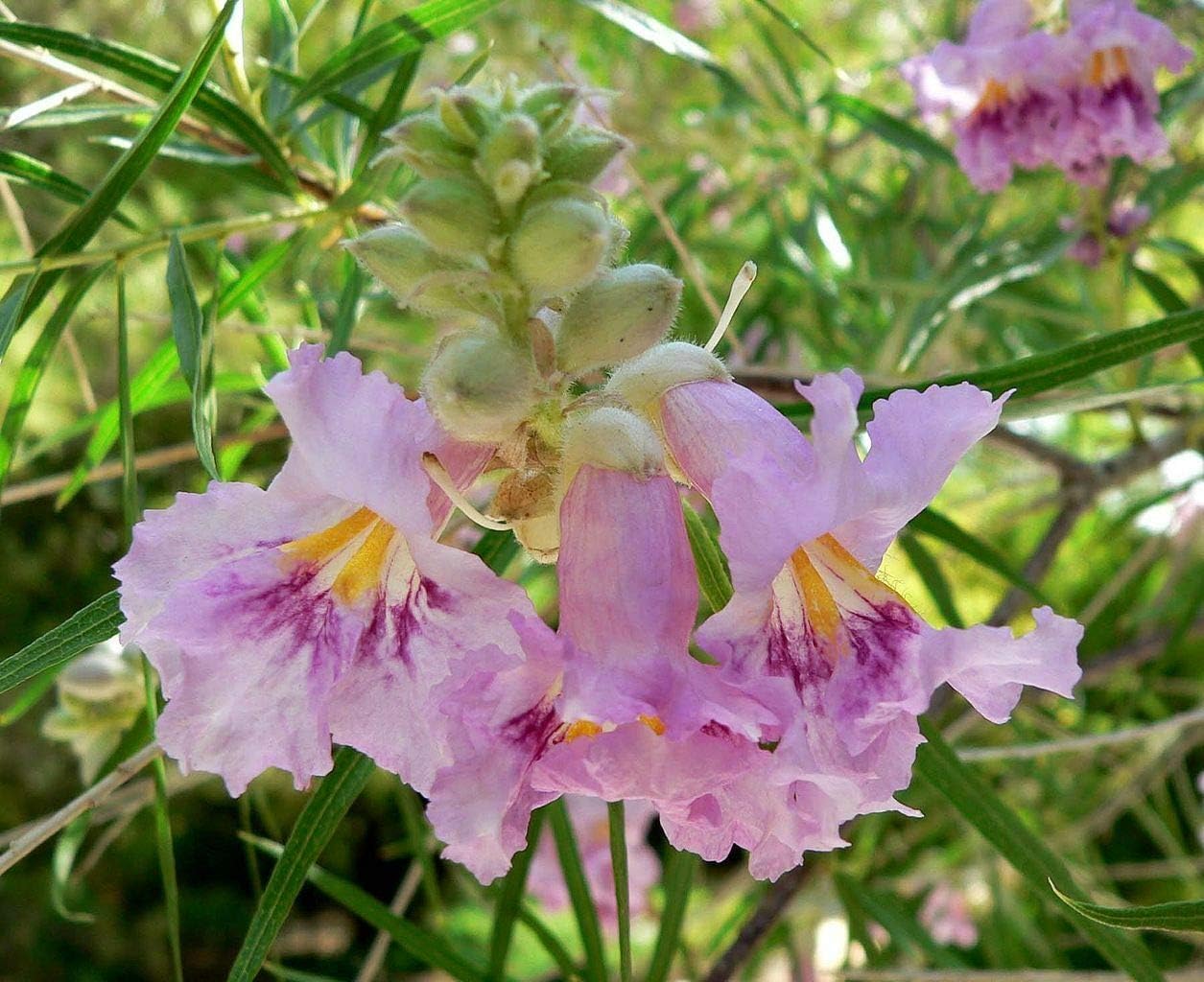 Desert Willow 100 Seeds Chilopsis Linearis Tree Seeds