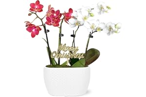 PLANTS & BLOOMS SHOP Just Add Ice SA5146 Mini White & Red Orchid Duo in White Ceramic Planter with Gold Merry Christmas Pick, Live Indoor Plant, Long-Lasting Fresh Flowers, Holiday Décor or Gift, 4" Diameter, 6" Tall