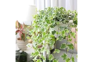 BEST PLANT FRIEND Glacier English Ivy (2" Grower Pot) - Trailing Indoor Houseplants - Eye-catching Ivy Plants - Live Healthy Trailing Houseplant for Home Office Decoration