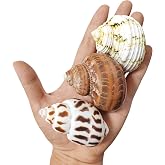 QICQDRAM 3PCS Hermit Crab Shells 1-1.3'' Opening Seashells Replacement | Natural Large Hermit Crab Supplies Replacement Sea Shells