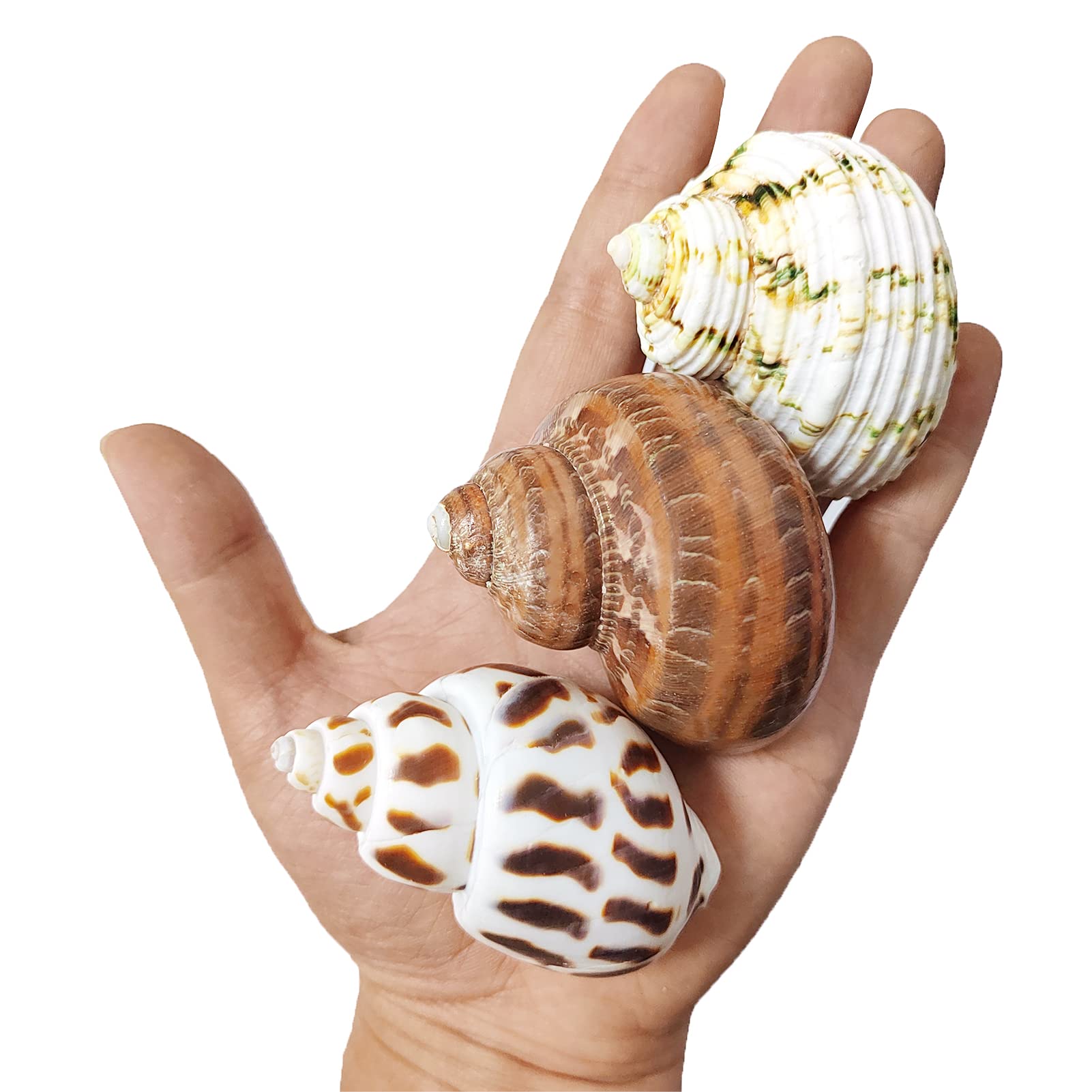 Photo 1 of 3 PCS Hermit Crab Shells 2~2.7Inch Natural Hermit Crab Shells Opening Size 1~1.3Inch Hermit Crab Supplies