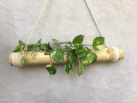 RARE PRODUCTS OOTY Fresh Hand Made Hanging Bamboo Pot with Adjustable Rope and Wood Polish Finished Surface with Car Steering and Gear Knob Non-Woven Covers