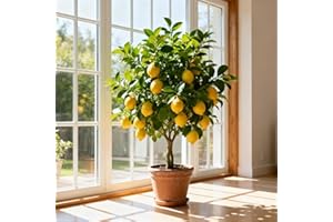 35 Dwarf Meyer Lemon Tree Seeds - Grow Sweet & Fragrant Lemons Indoors/Outdoors in Pots, Compact Patio Fruit Tree, Self-Polli
